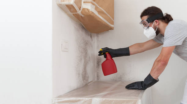 Professional Basement Mold Removal technician working in Juliustown, NJ