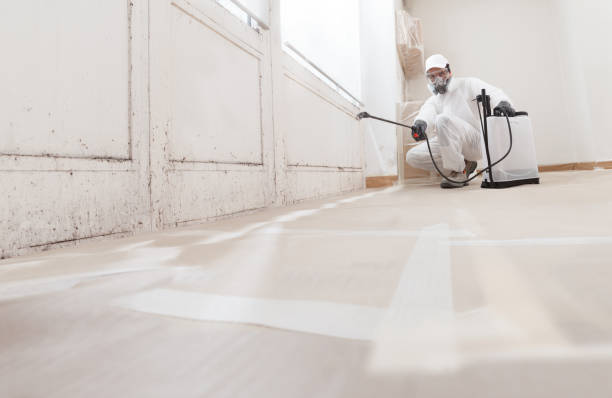 24/7 Emergency Basement Mold Removal experts in Juliustown, NJ