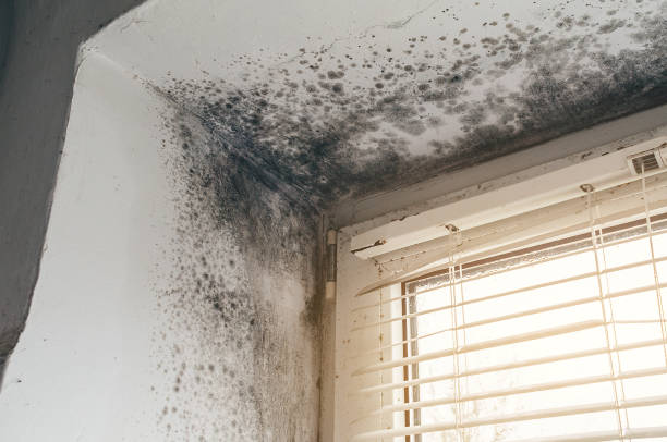 Affordable Basement Mold Removal solutions in Juliustown, NJ